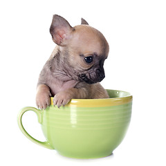 Image showing puppy chihuahua in cup