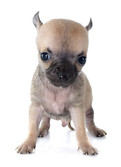 Image showing puppy chihuahua