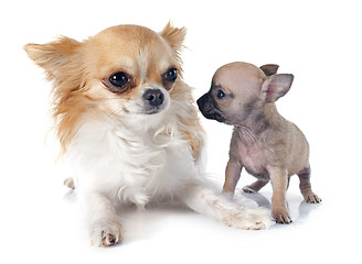 Image showing puppy and adult chihuahua