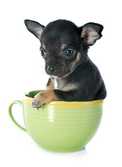 Image showing puppy chihuahua