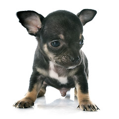 Image showing puppy chihuahua