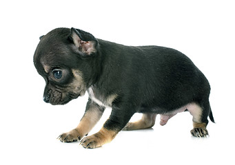 Image showing puppy chihuahua