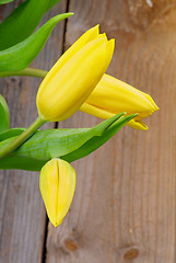 Image showing Yellow Tulips
