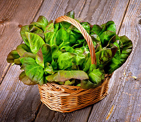 Image showing Butterhead Lettuce