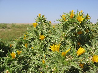 Image showing Spikey plant in Turkish highlands