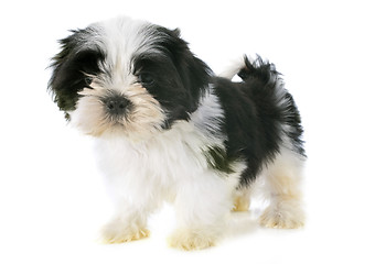 Image showing puppy shitzu