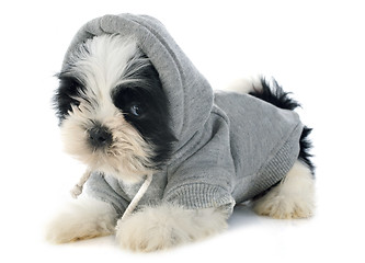 Image showing dressed puppy shitzu