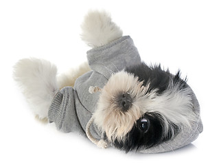 Image showing dressed puppy shitzu