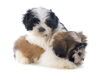 Image showing puppies shitzu
