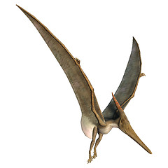 Image showing Landing Pteranodon