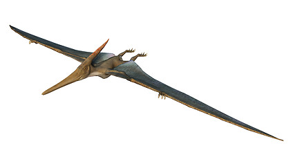 Image showing Pteranodon