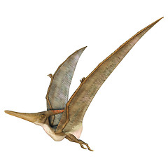 Image showing Pteranodon