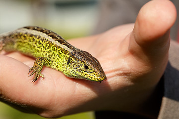 Image showing small lizard Lacerta agilis in hand