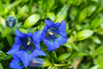 Image showing Trumpet gentiana blue spring flower in garden