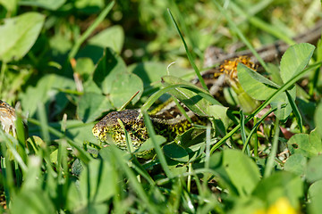 Image showing small lizard Lacerta agilis