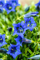 Image showing Trumpet gentiana blue spring flower in garden