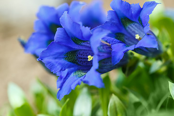 Image showing Trumpet gentiana blue spring flower in garden