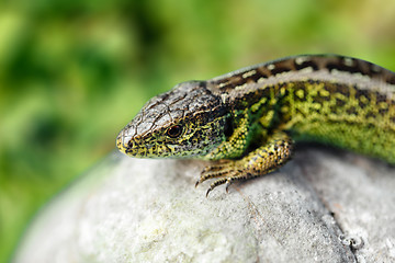 Image showing small lizard Lacerta agilis