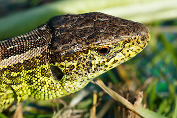 Image showing small lizard Lacerta agilis