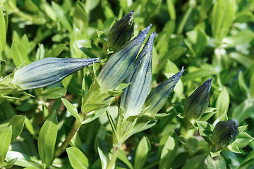 Image showing bud of blue Gentiana in garden