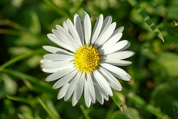 Image showing small daisy flower