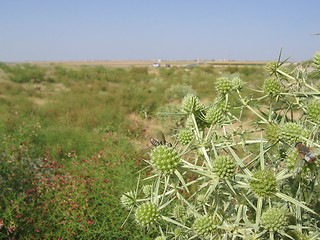 Image showing A spikey plant in highlands