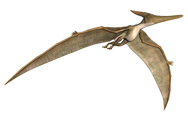 Image showing Pteranodon