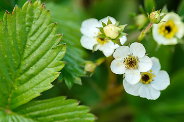 Image showing Woodland strawberry flowering