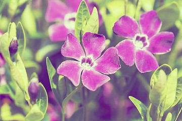 Image showing violet flowers background or backdrop