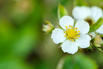 Image showing Woodland strawberry flowering