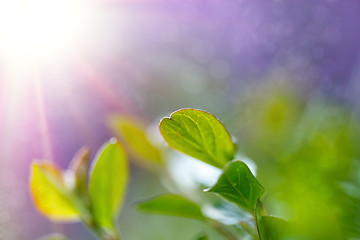 Image showing Green spring background