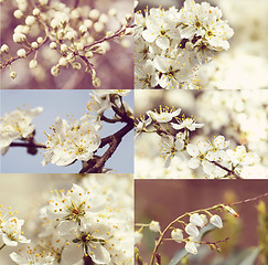 Image showing Blossoming tree in spring  - vintage set