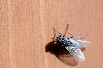 Image showing House fly sits on wooden desk