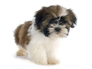 Image showing puppy shitzu