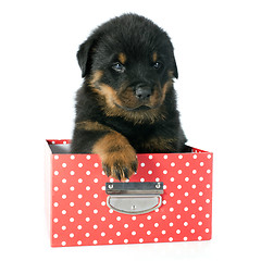 Image showing puppy rottweiler