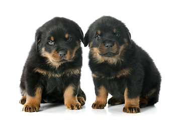 Image showing puppies rottweiler