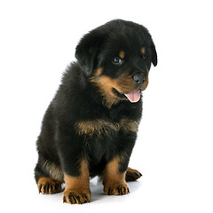 Image showing puppy rottweiler