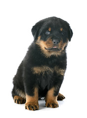 Image showing puppy rottweiler