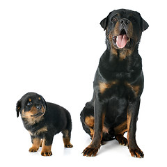 Image showing puppy and adult rottweiler