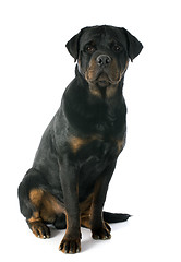 Image showing young rottweiler