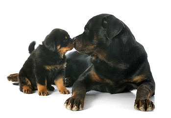 Image showing puppy and adult rottweiler