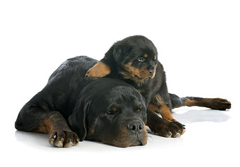 Image showing puppy and adult rottweiler