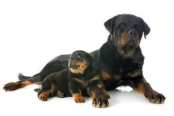 Image showing puppy and adult rottweiler