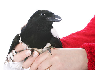 Image showing Eurasian Magpie in hand