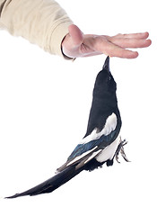 Image showing Eurasian Magpie