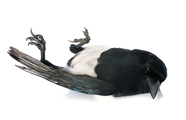 Image showing Eurasian Magpie