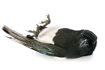 Image showing Eurasian Magpie