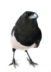 Image showing Eurasian Magpie