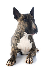 Image showing bull terrier