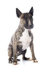 Image showing bull terrier